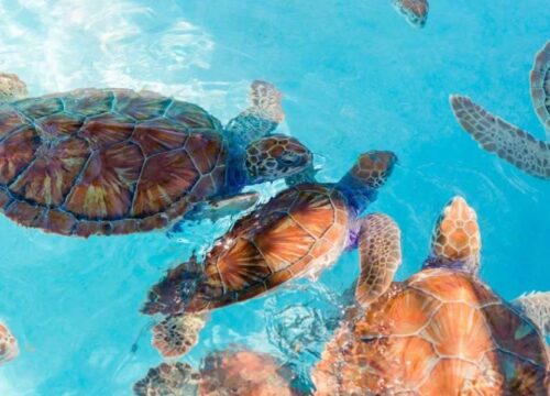 Turtle Trails: Mapping the Journey of Sea Turtles on Sri Lanka’s Southern Beaches
