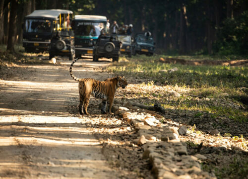 Wild Safari