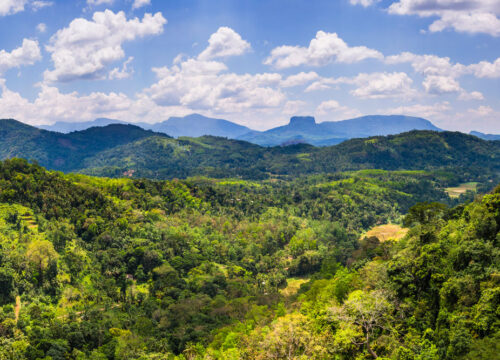Nature Beauty