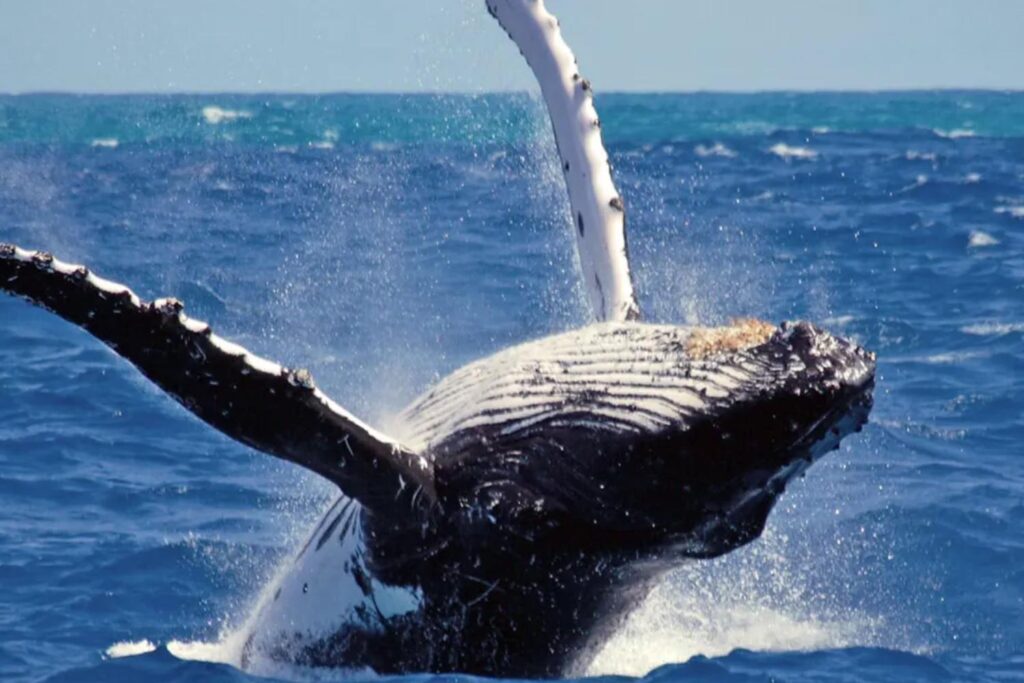 whale watching
